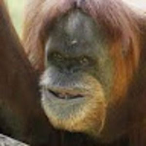 Meet your Posher, Dillon